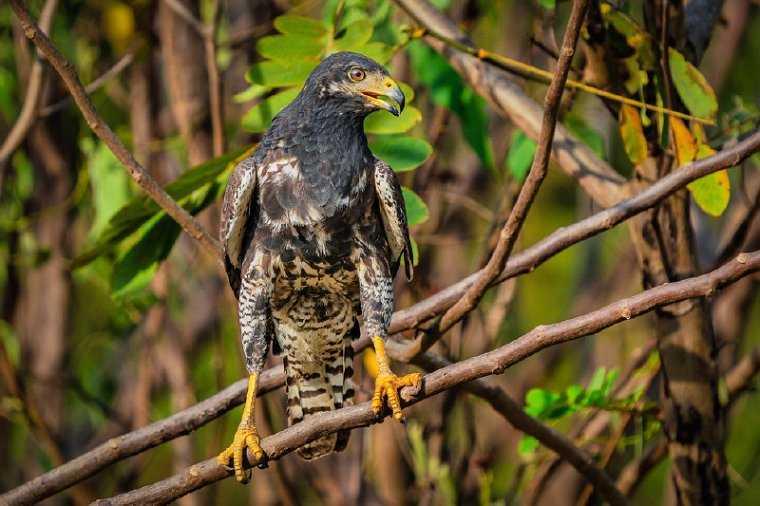 101 Tarcoles, zwarte buizerd.jpg